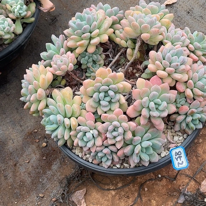 852木糖醇 一物一拍多肉