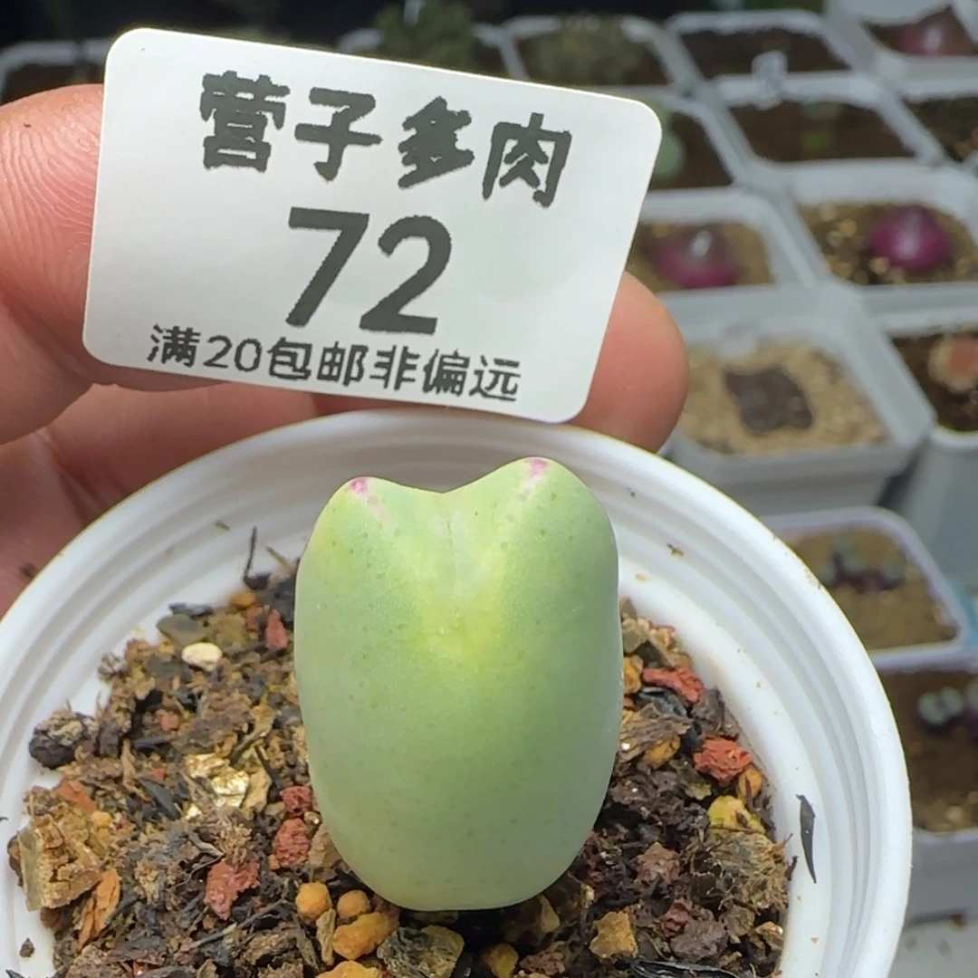 带盆土。