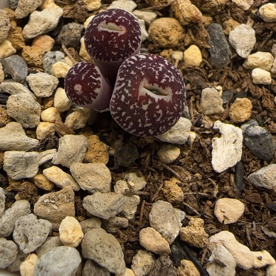 bo后代墨小锥多肉植物一颗