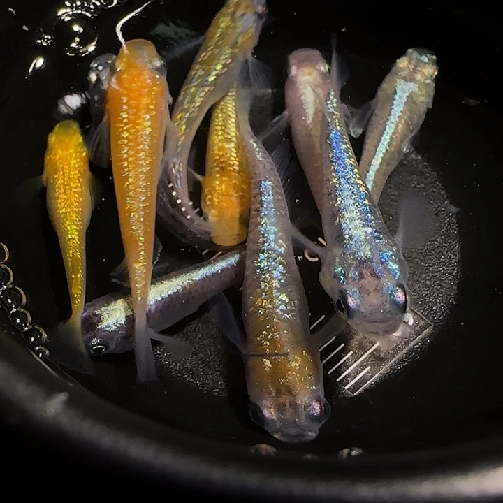 青鳉鱼一物一拍050