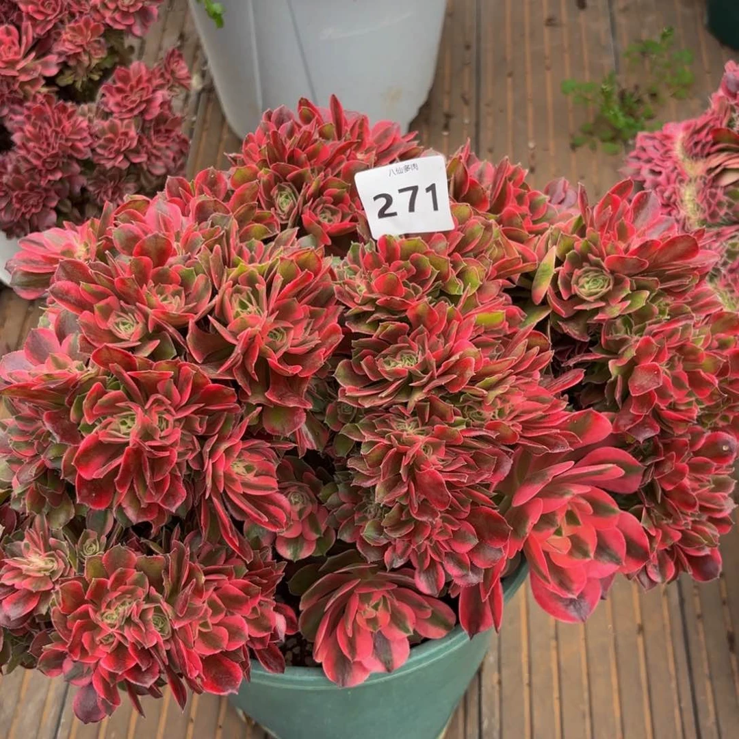 271多肉植物香妃缀