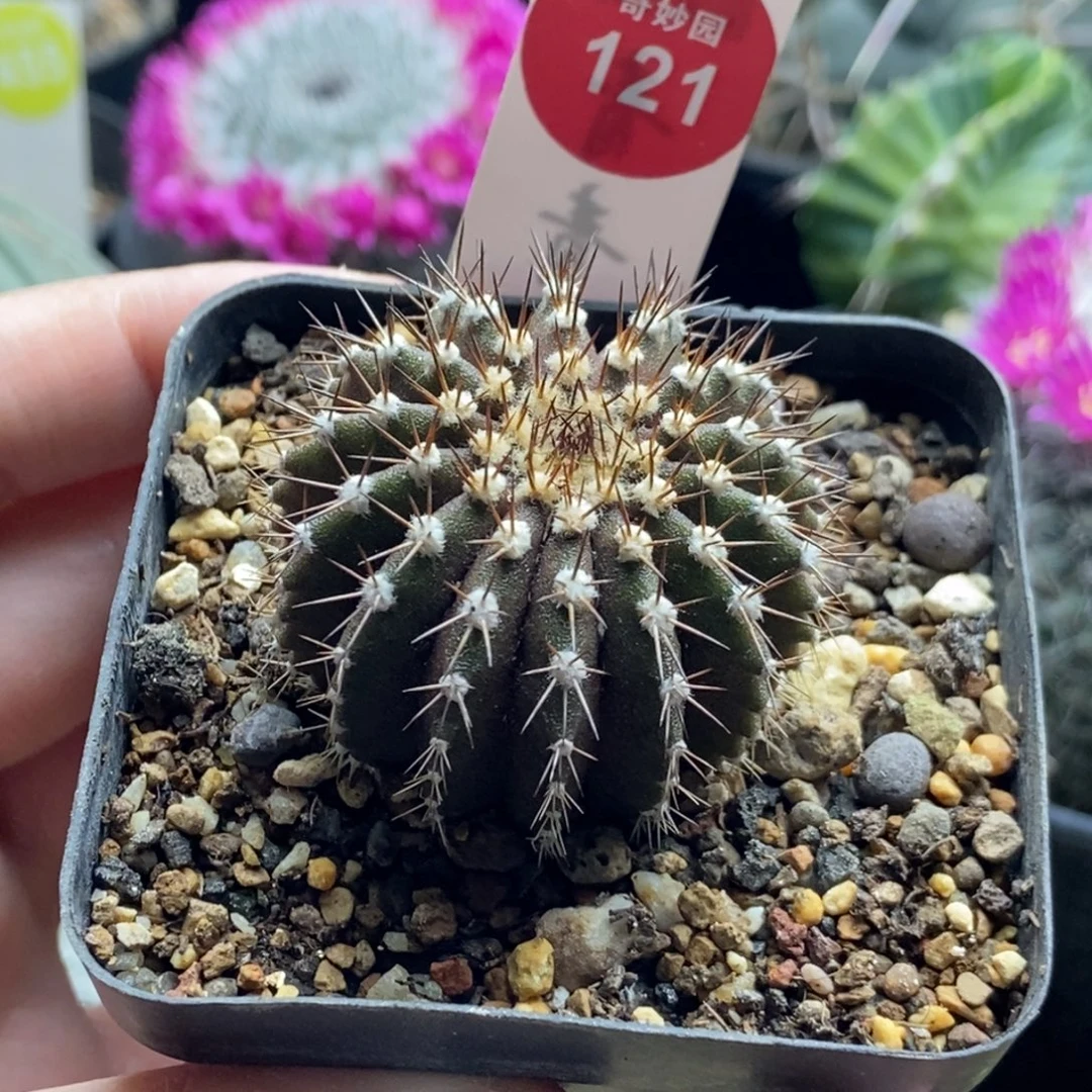 实尤伯球4cm一棵仙人球