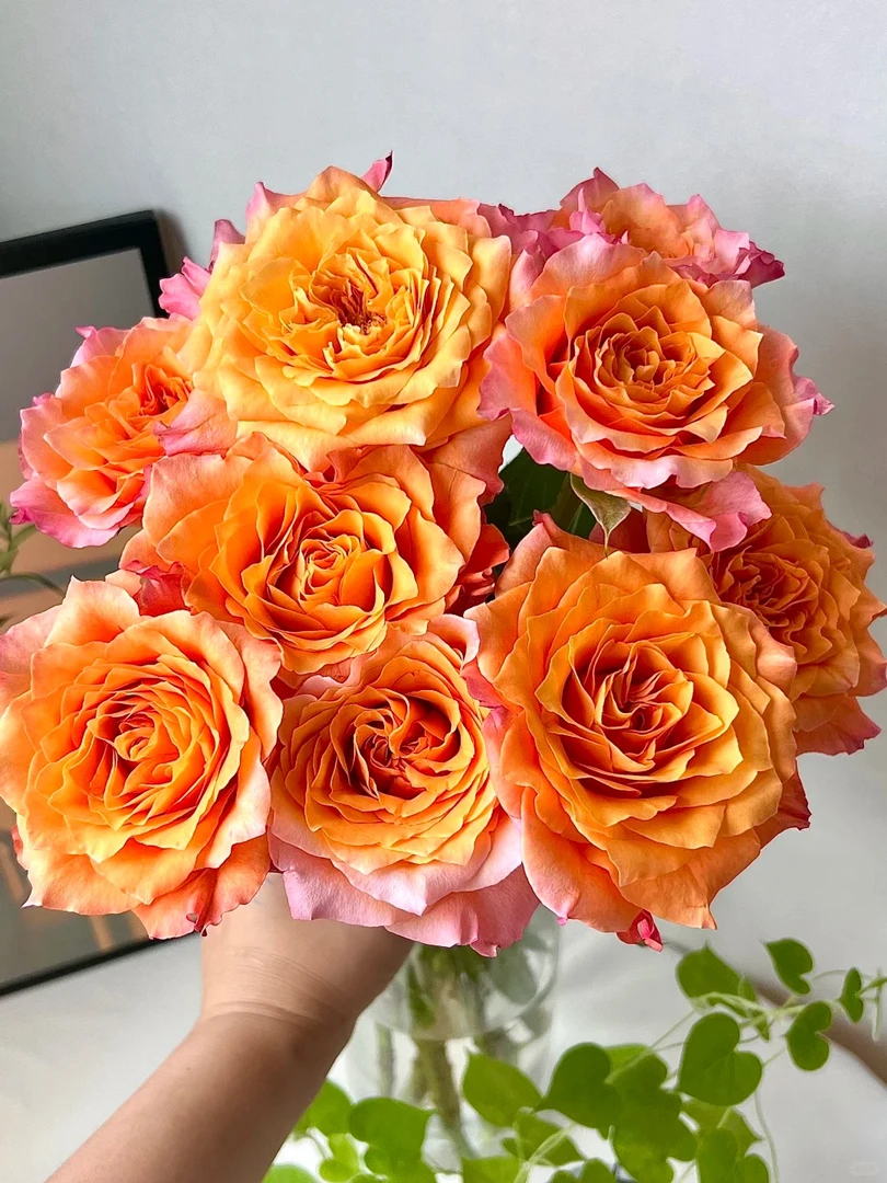 火灵鸟玫瑰【任意两单以上京东空运包邮】云南鲜花源头直发