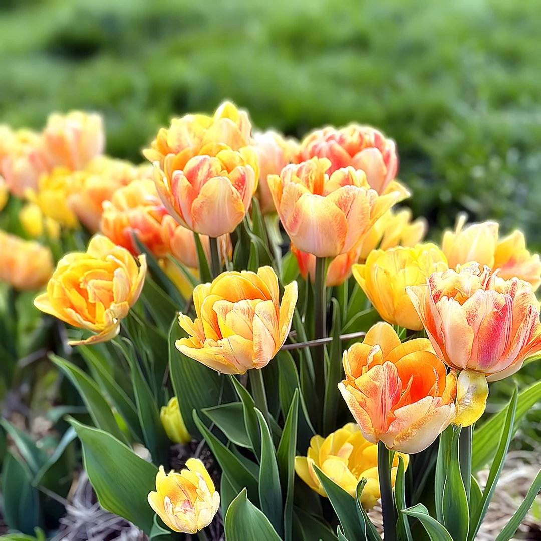 【预售5颗】5度球郁金香大种球重瓣耐寒阳台庭院水土培室内开花卉