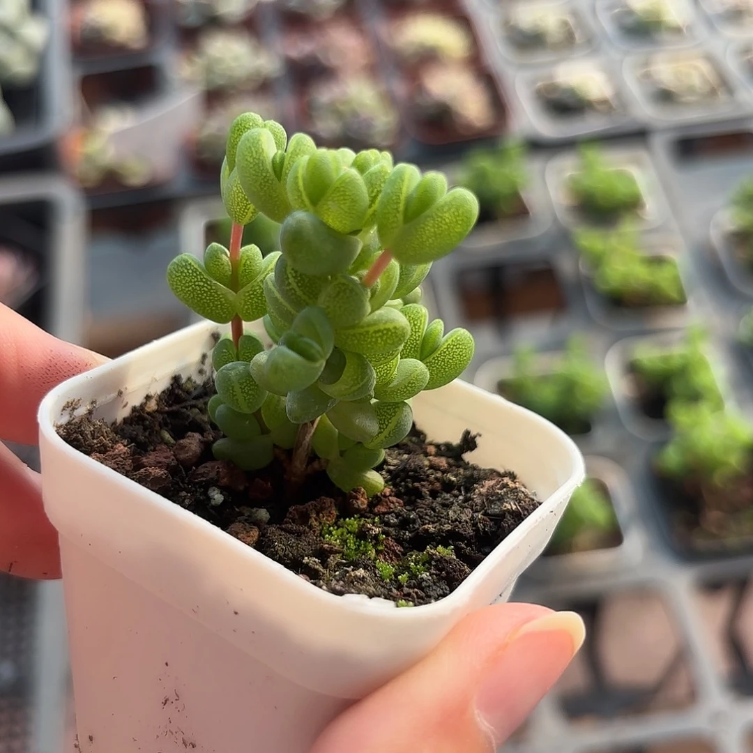 精品元宝枝干多肉植物