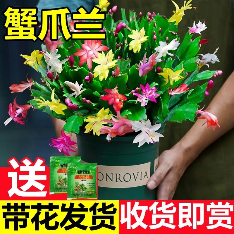 重瓣蟹爪兰盆栽带花苞阳台耐寒花卉大全四季开花绿植物冬天室内外
