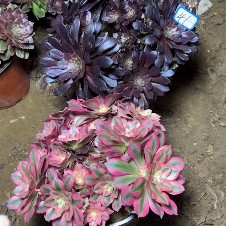 多肉植物砍头断枝不包41