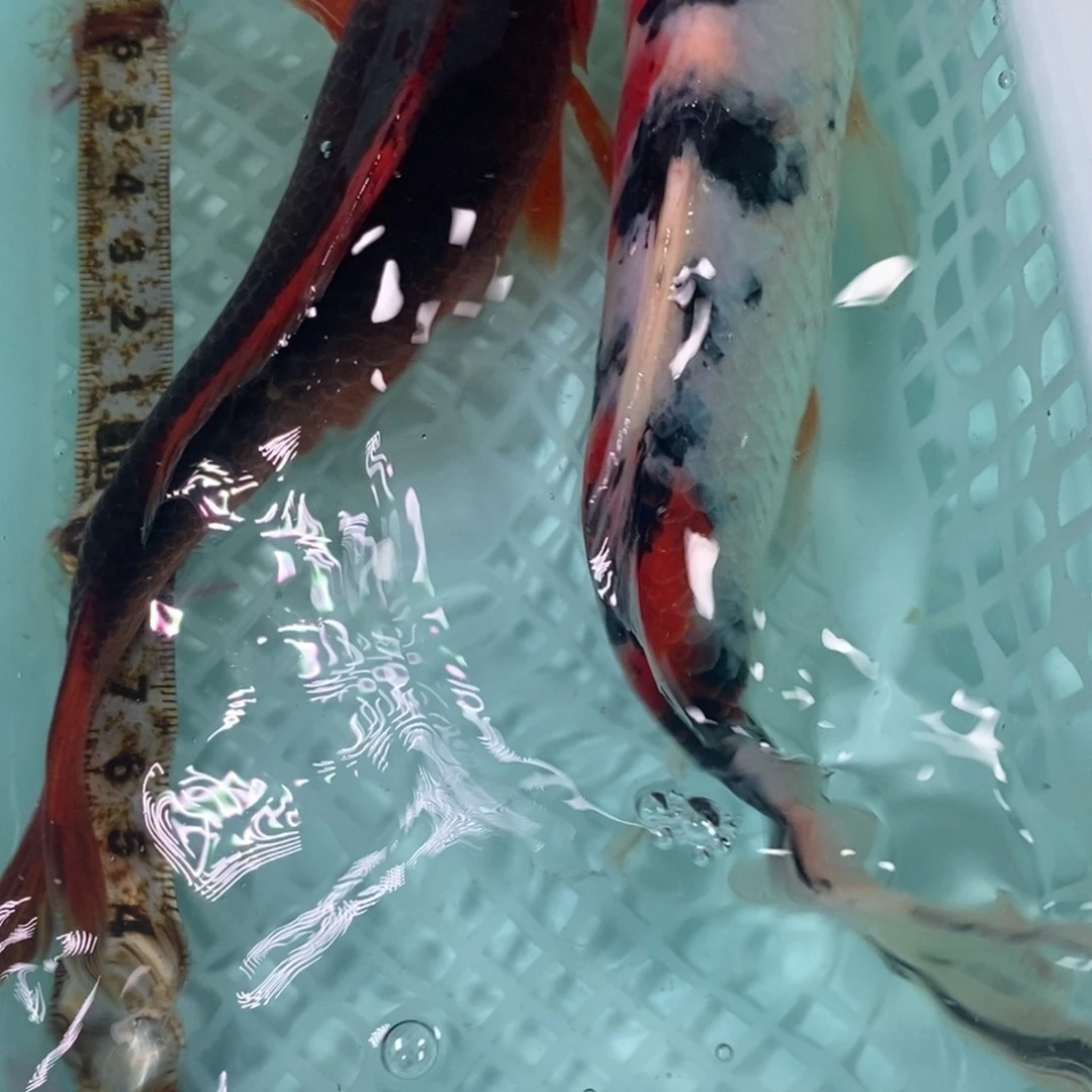 锦鲤冷水锦鲤包邮