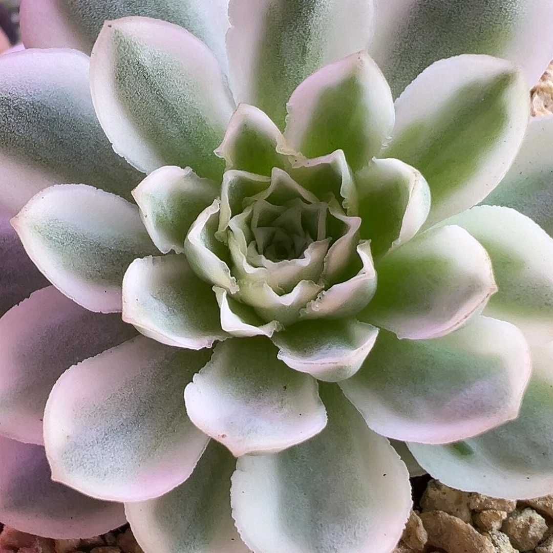 山地玫瑰锦秋夕1393号