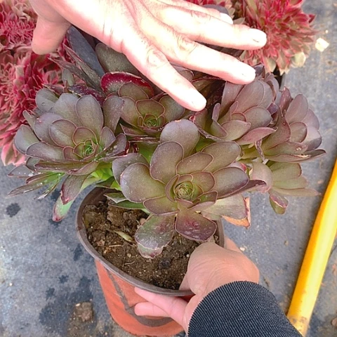 家**宝502魅金多肉植物