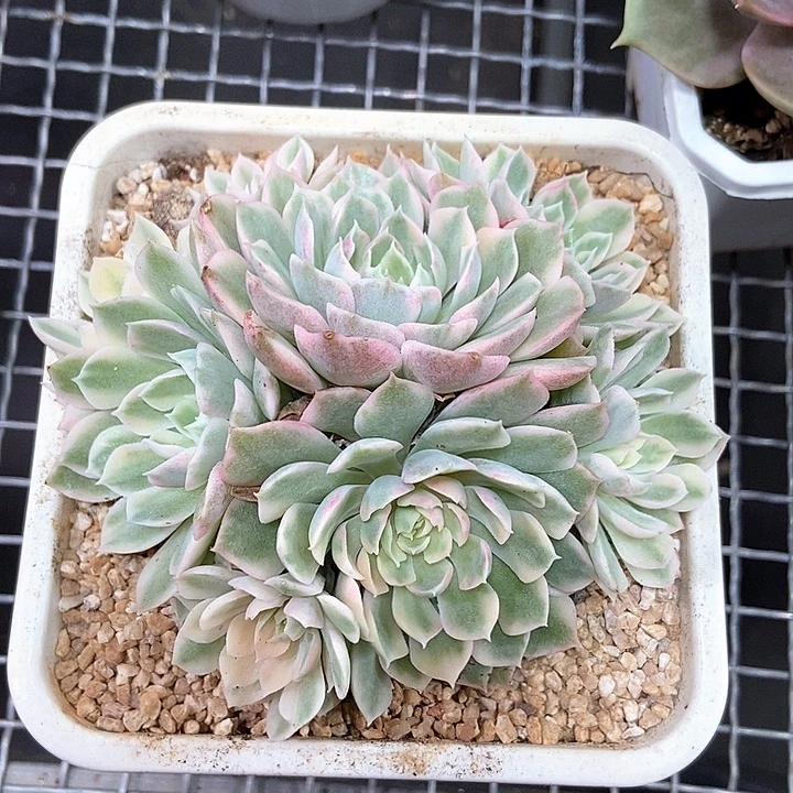 沙漠玫瑰锦群多肉