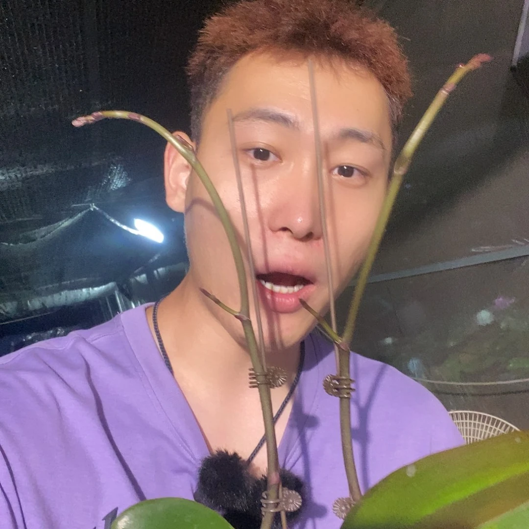 无花朵神仙姐姐蝴蝶兰