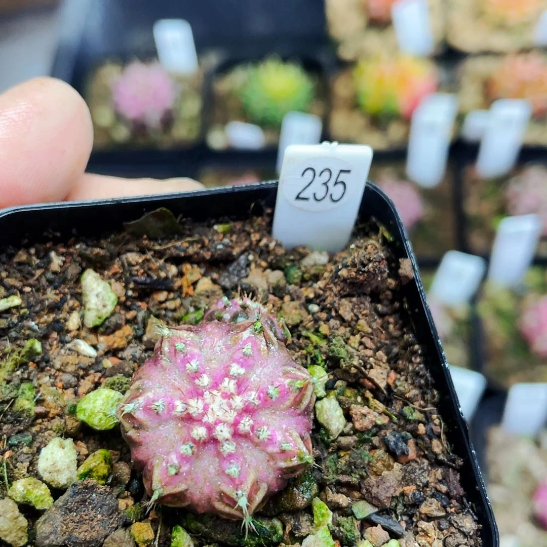 E****.非偏远地区满25包邮仙人球