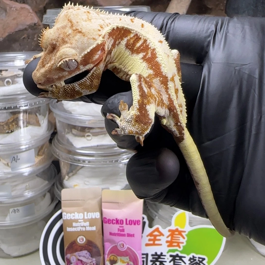 鑫***）睫角守宫红底莉莉
