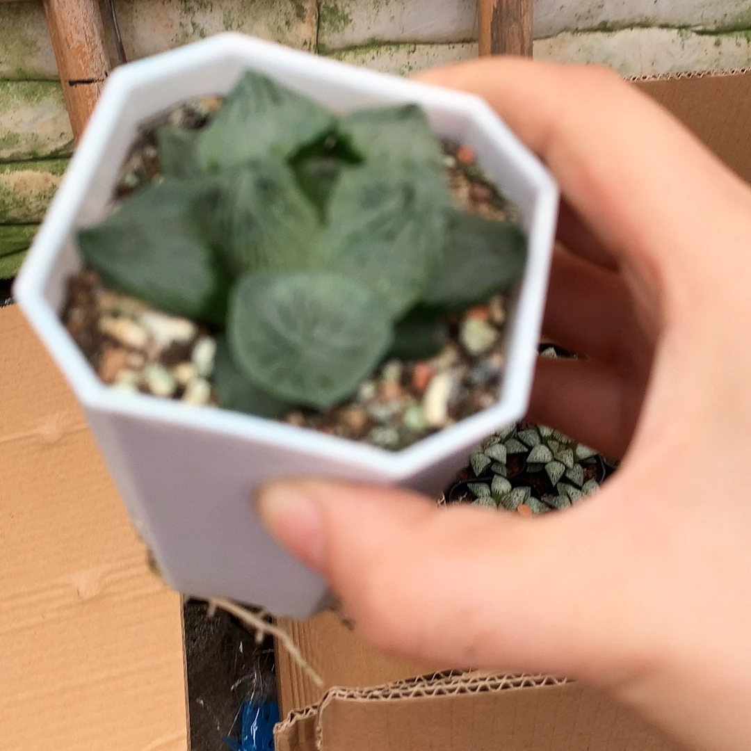 一物一拍，带盆带土