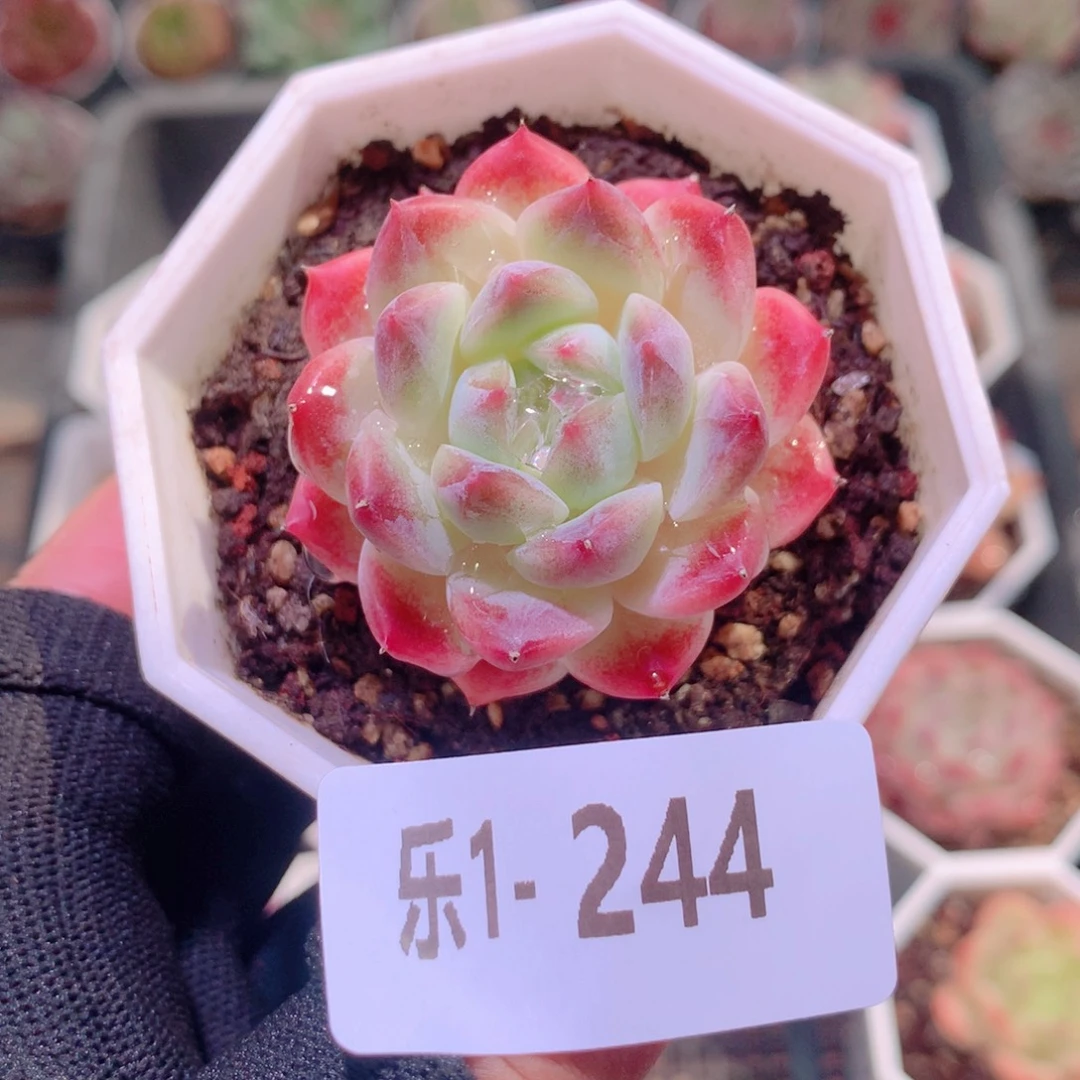 乐然1-244 秘境冰魄