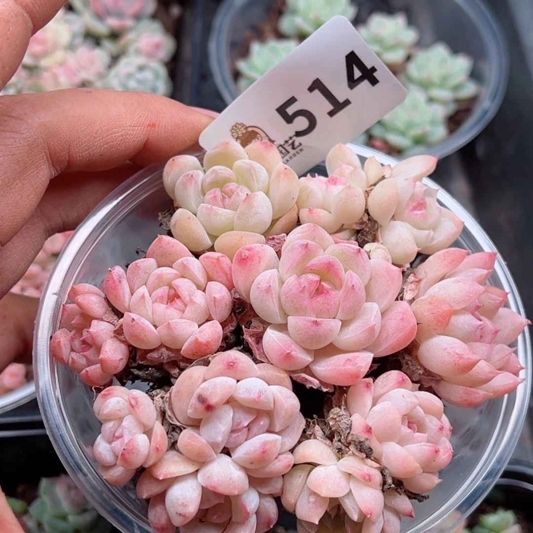 多肉植物多肉植物