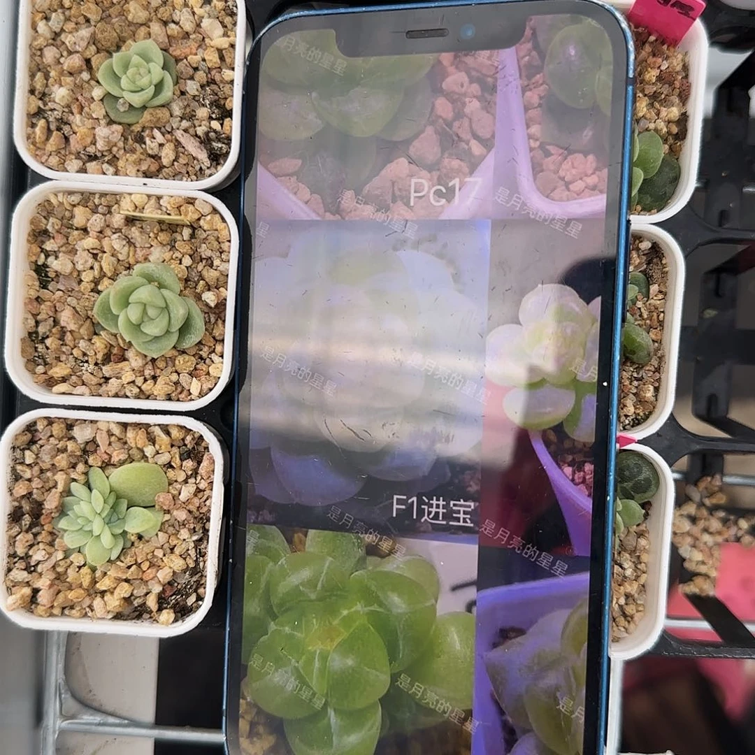 F1 财富盆一个满25包邮