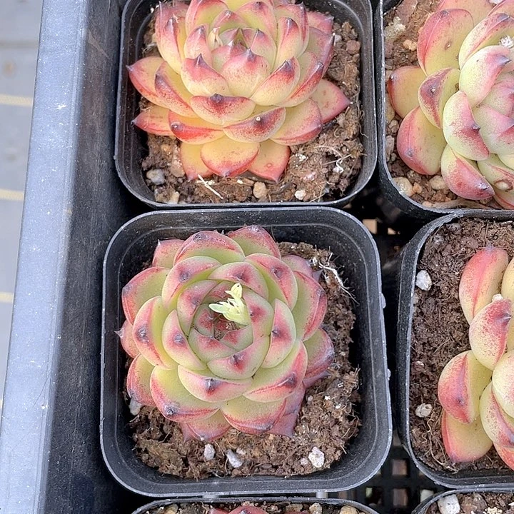 红太狼2.8带盆土发