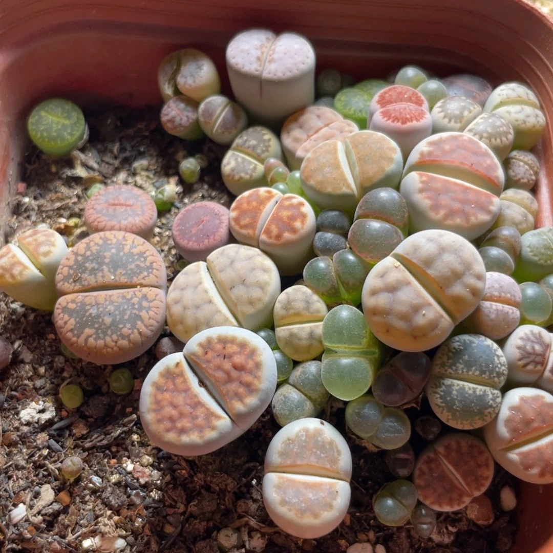 今晚大盆特价更新～24