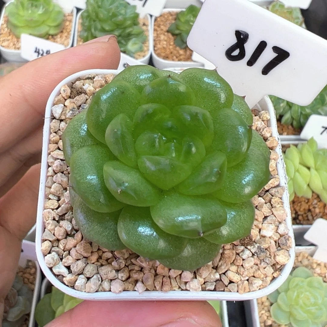 817号灯泡珍妮 晗雨多肉