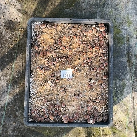 给*特3035菊红窗菊花纹带框发货