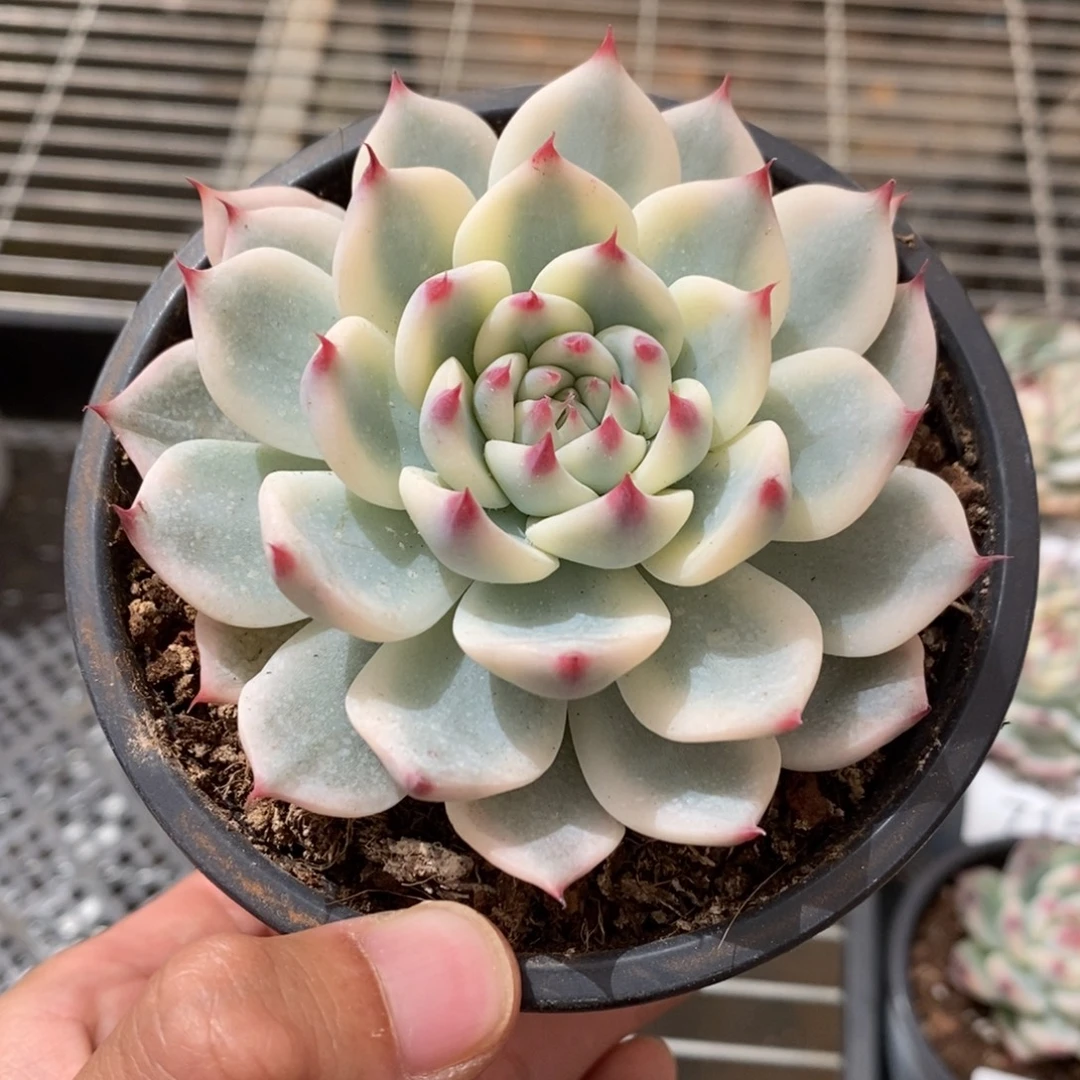 吉娃娃锦多肉植物7167