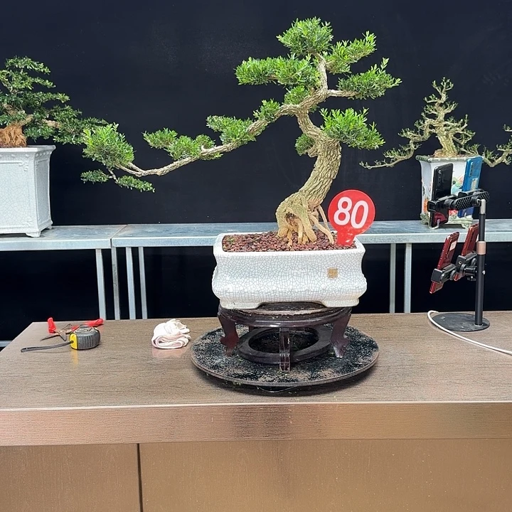 （***）无花朵黄杨黄杨黄杨黄杨