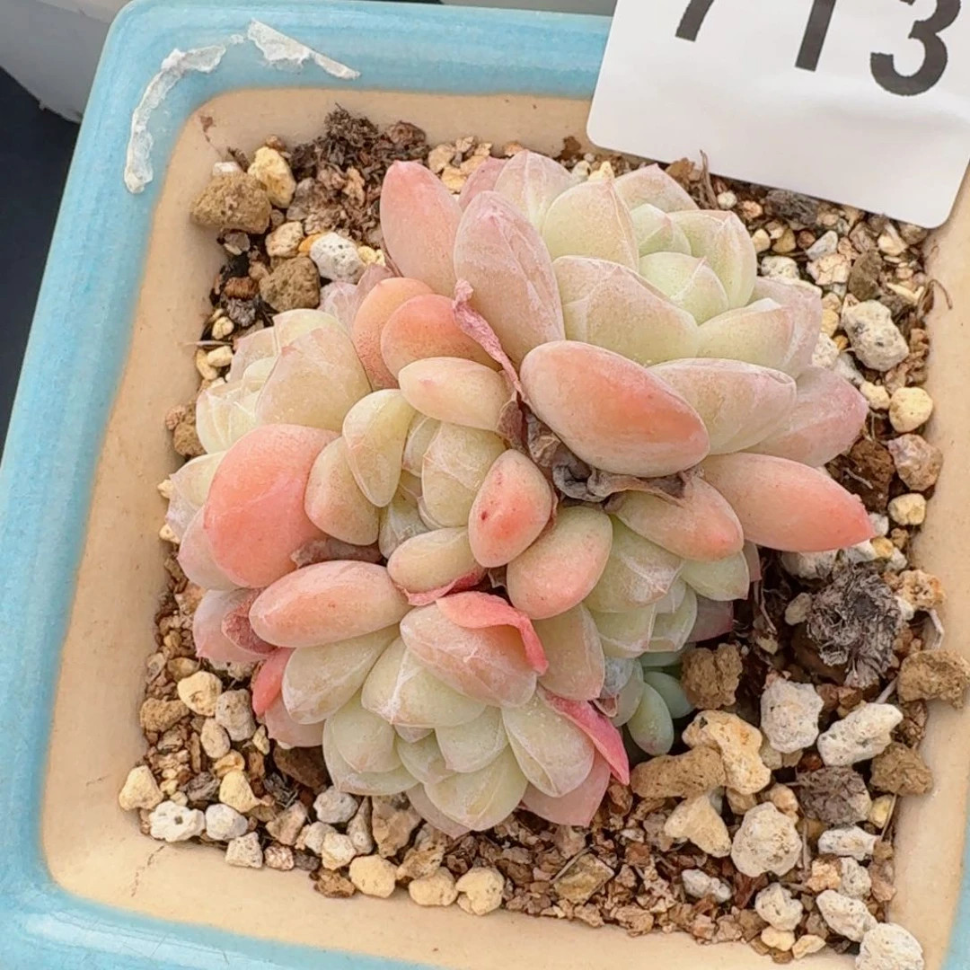 五头群生冰玉         精品多肉