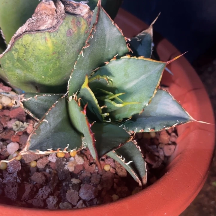 【闪购商品】用****意白鲸无边刺