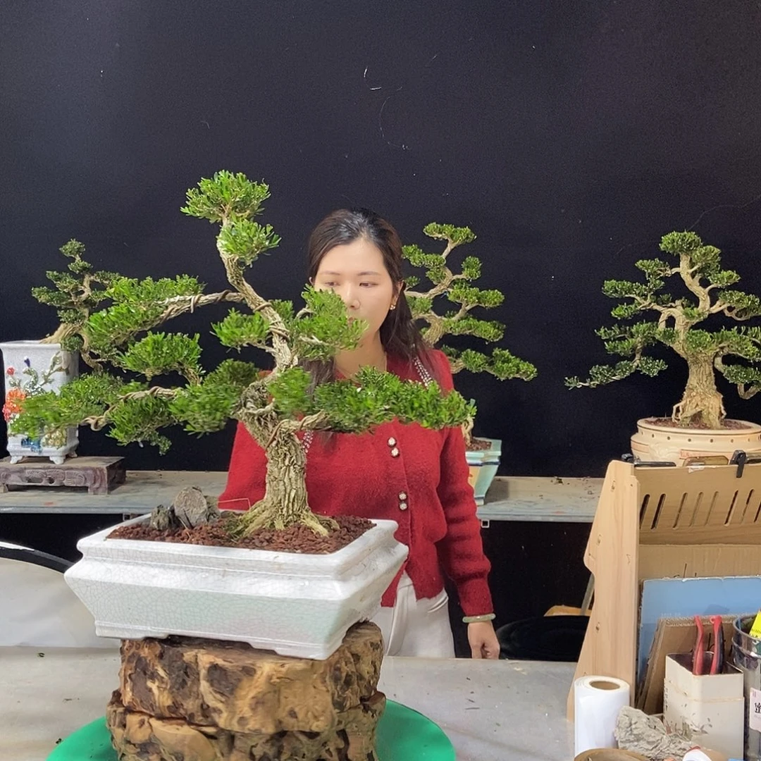 无花朵广东小叶黄杨