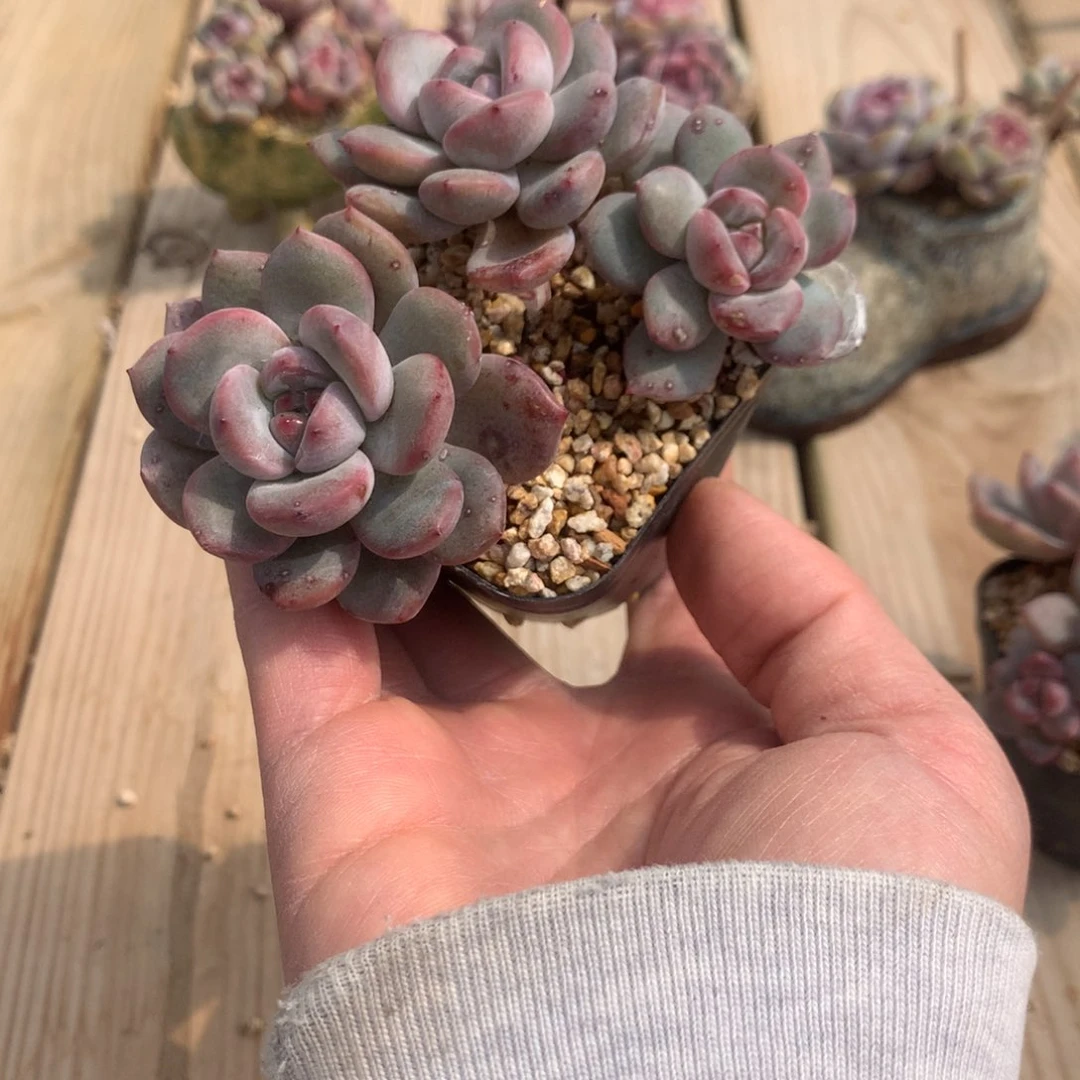 M**?Mei突尼斯发货多肉