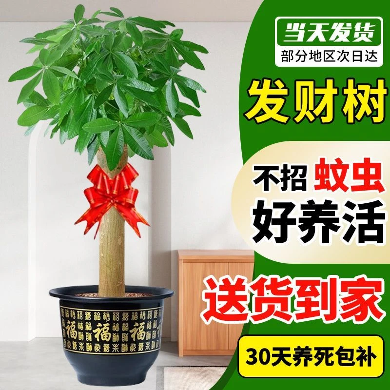 发财树客厅大盆栽2025新款大棵粗杆招财树摆办公室乔迁之喜绿植物