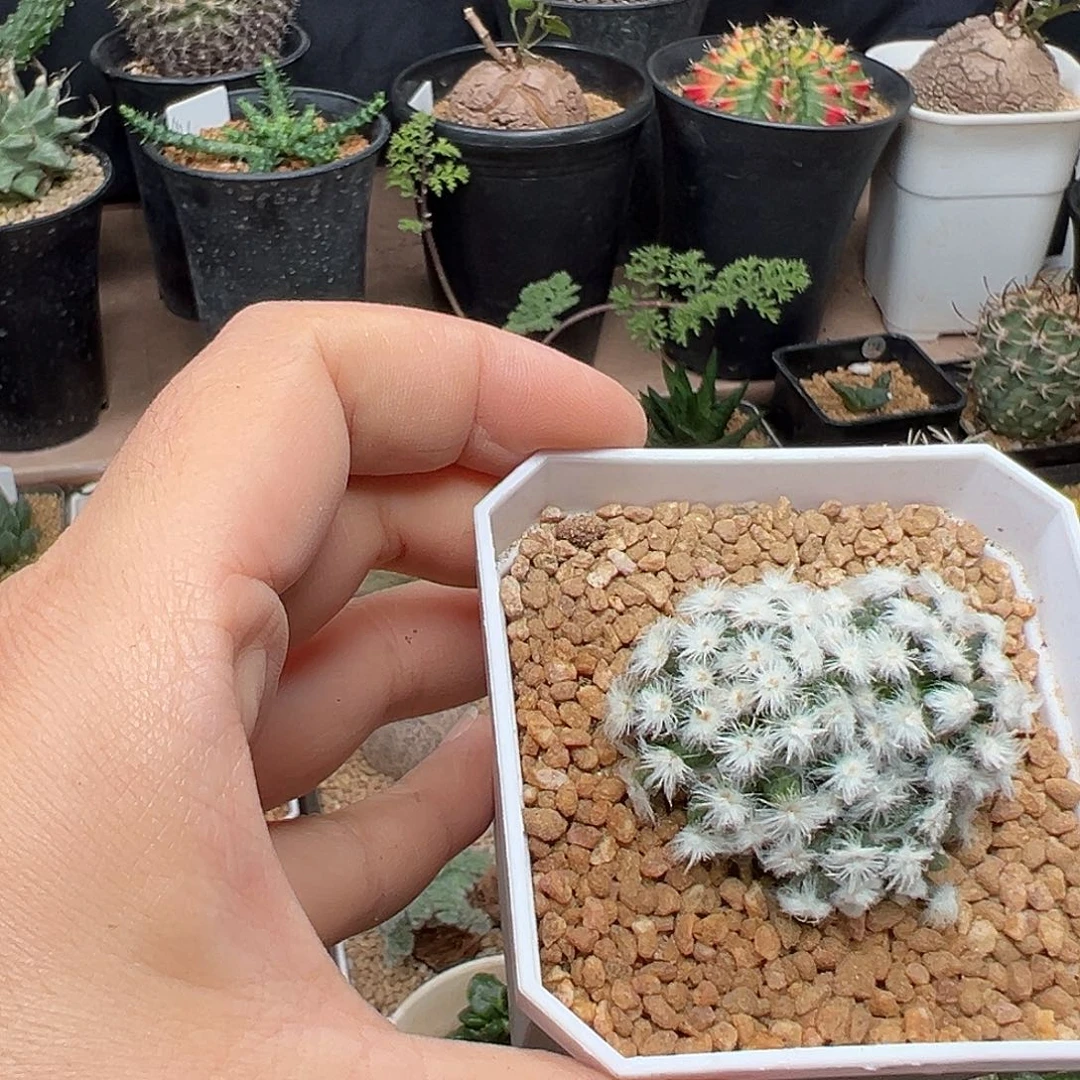 降落伞白星自根群一颗