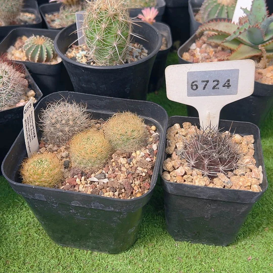 6724三棵实生福利裸根发