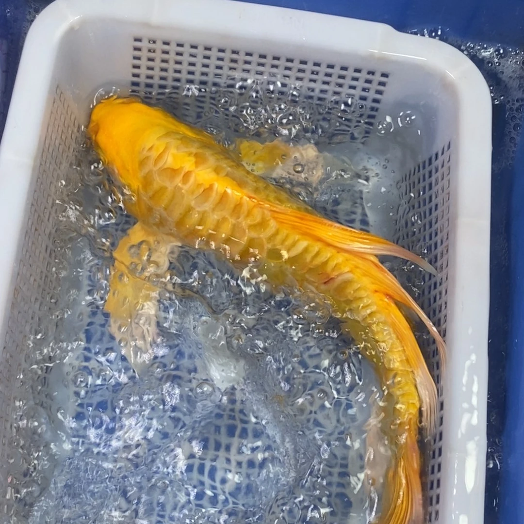 锦鲤冷水锦鲤包邮