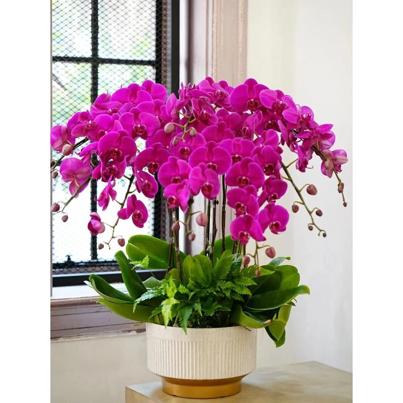 随机品种蝴蝶兰一颗