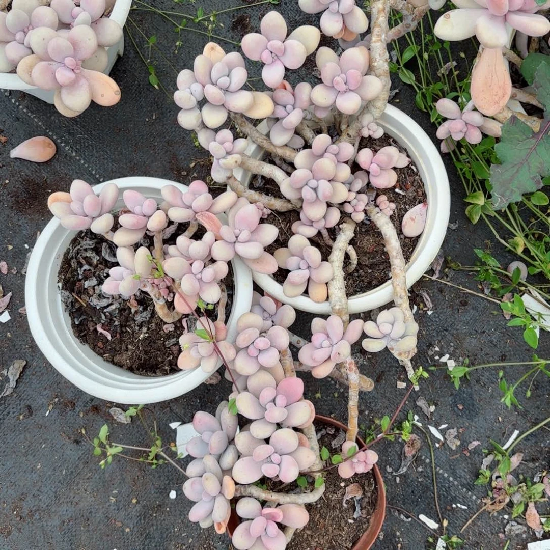 因**有桃蛋3个7-35。