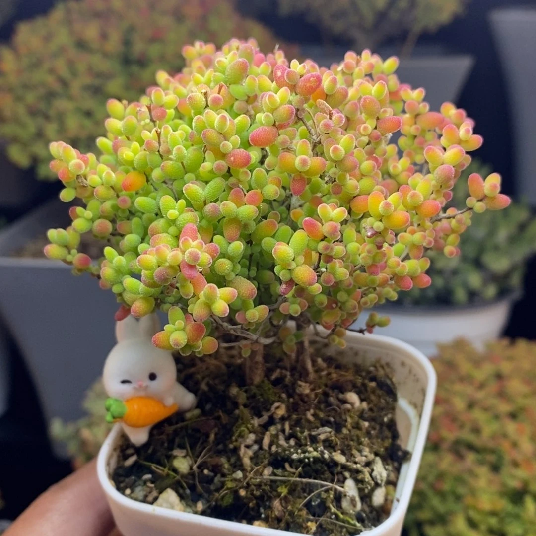 无花朵39号蜜橘糖球枝干