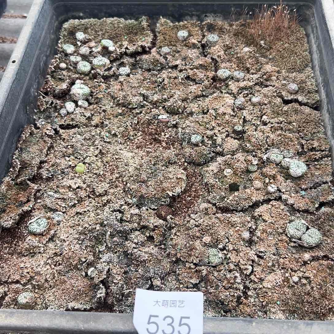 清框脱土发无售后默认有疤，535