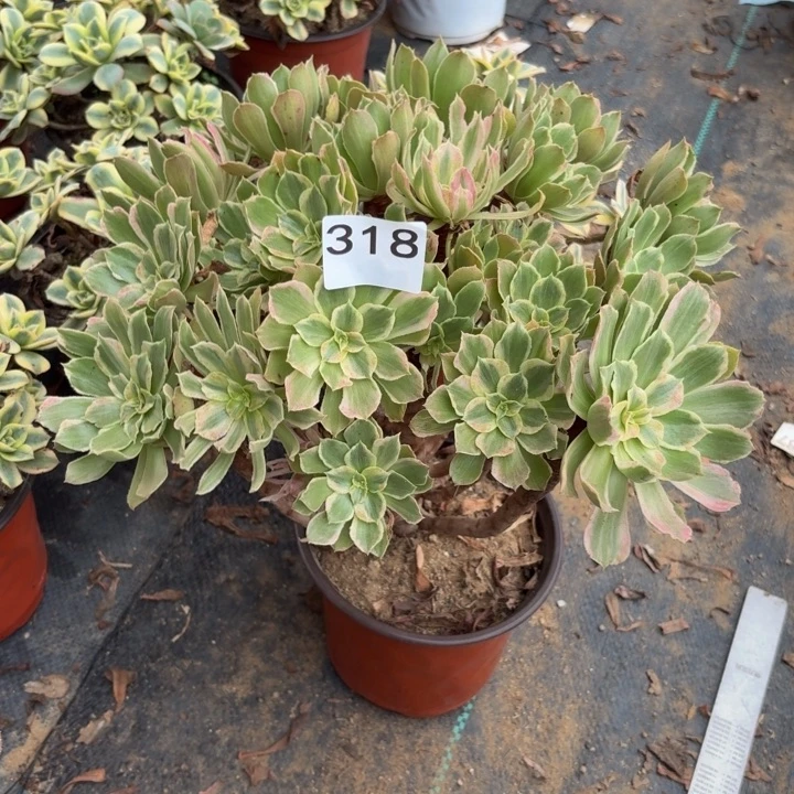 光辉多肉植物不包损318