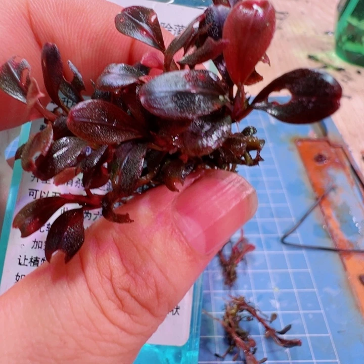 辣椒榕除藻剂来了