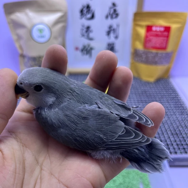 精品墨银母L35105-桃面鹦鹉