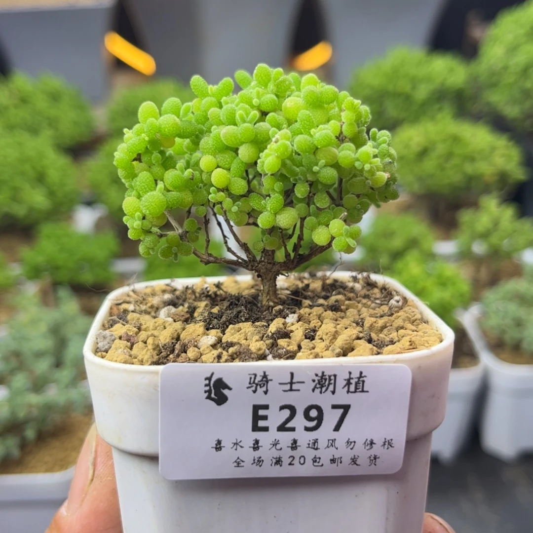 297蜜橘糖球枝干番杏