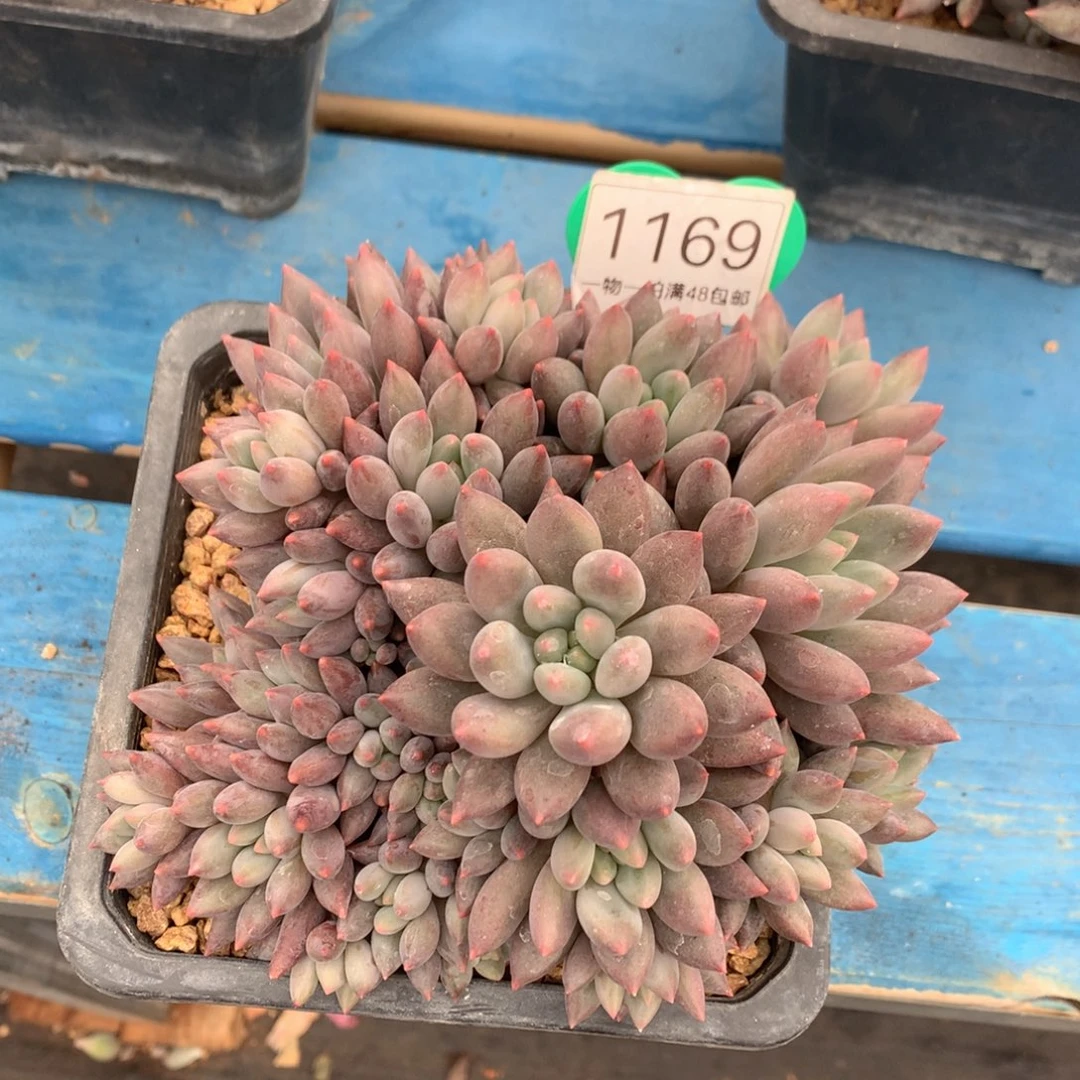 红蜻蜓无砍一物一拍1169