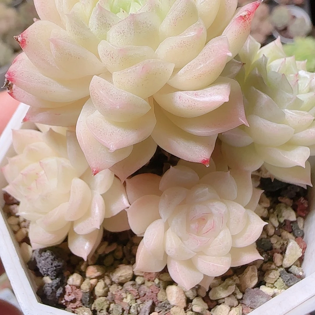 浅***睿花语逸镜1120-36散