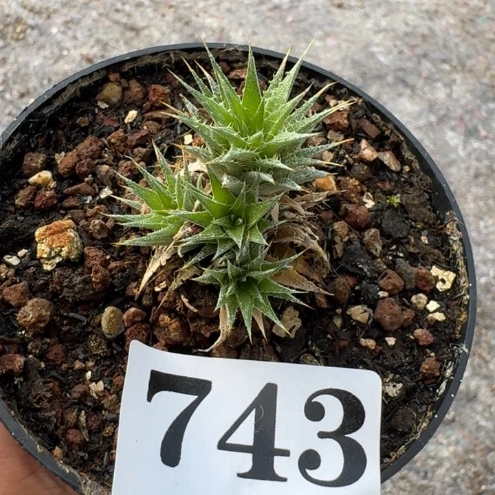 玻利维亚坨坨凤一物一拍多肉