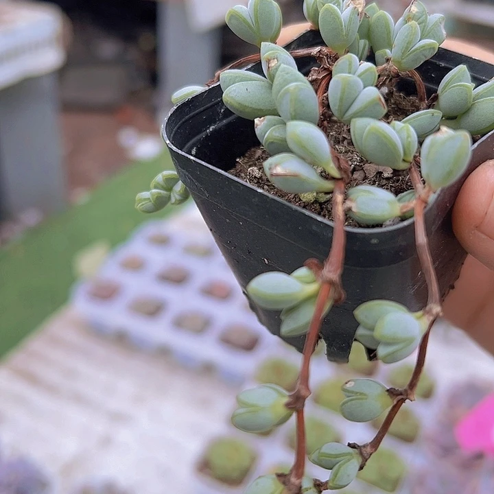 碧玉恋19包邮多肉植物