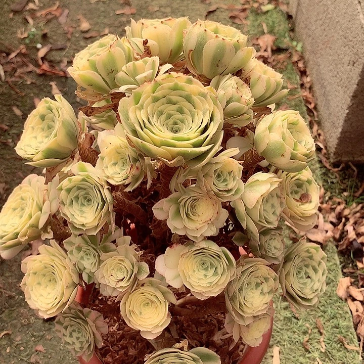 迈巴赫的，多肉植物