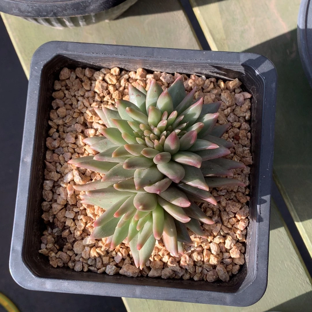 尖叶 布丁 一颗